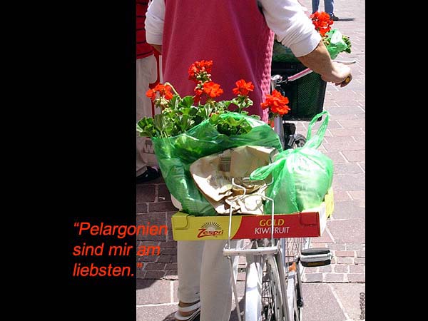 17_pelargoniensindmiramliebsten