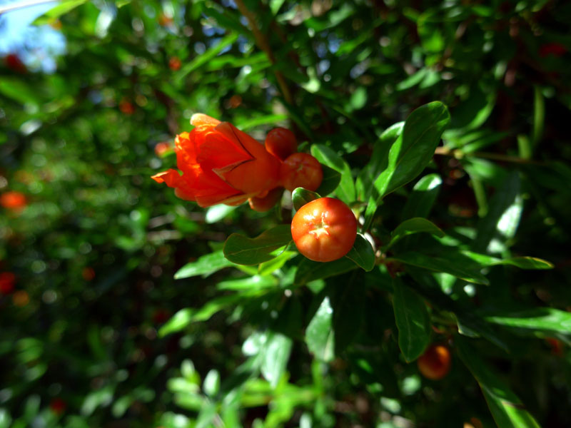 2014_06_14_1051__sonnengarten_granatapfel