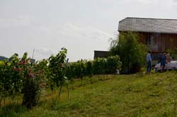 2013_07_12_1604__buschenschank_meierei__burgwein_lassnig